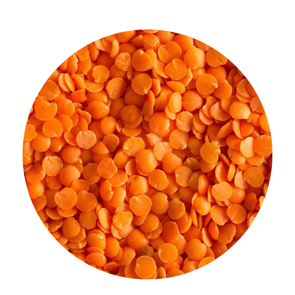 Red Lentil